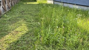お庭の左半分は短く草が刈り取られ、右半分はまだ丈の長い草がそのまま残っている、作業途中の比較写真