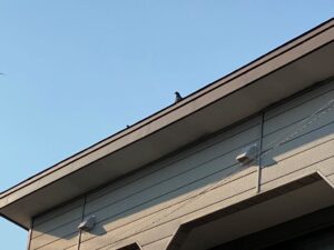 屋根の上に上がった際、少し離れた位置からこちらの様子を伺っている、まだ逃げずに残っている野生の鳩の写真