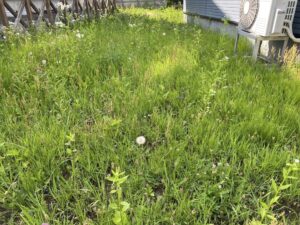 一般住宅のお庭に白やピンクの小さな野生の花を含んだ雑草が膝丈ほどの高さまでびっしりと生い茂っている作業前の写真