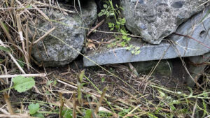 蜂が隙間に入っていっている穴の写真です。L字型ブロック（L型擁壁）の隙間のところに入っていきました。