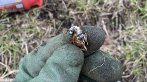 卵を破ってみて中の蜂を確認している写真です。破ってみたところ生きている蜂が出てきてすでに歩いていました。