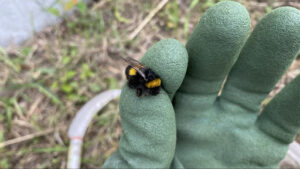 最初に虫取り網でゲットしたマルハナバチの写真です。黒地に鮮やかな黄色の帯があるオオマルハナバチ系の種類です。