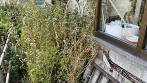 草刈り施工前：足元が見えないほど巨大に伸びた雑草