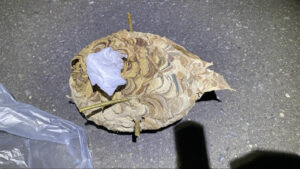 出入り口を密閉して蜂の飛散を防いだ状態で撤去したスズメバチの巣