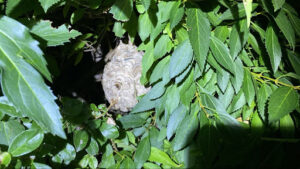 外からは一見気づかないほど奥深くに隠れて形成された巣