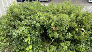 同じ場所のもっさりと枝木が伸び放題になっている作業前の別角度写真