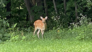 札幌市中央区の枝切り作業現場のお庭にひょっこり現れた野生のエゾシカ