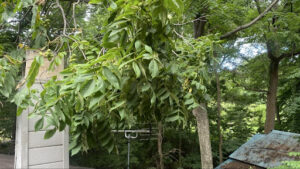 伸び切ったくるみの木の枝が煙突とテレビアンテナを完全に覆い隠している作業前の様子