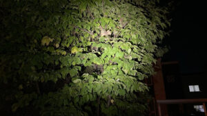 札幌市北区の夜間作業で暗闇に浮かび上がる高さ2.5mの庭木の中のスズメバチの巣