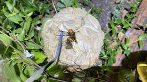 ピンセットで捕獲して調査した黄色と黒のコガタスズメバチの成虫アップ