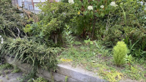 スズメバチが潜む住宅街の生垣全景