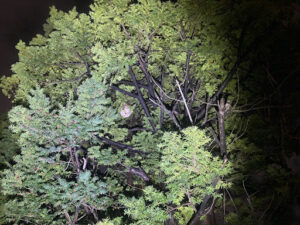 作業前のスズメバチの巣を下から見上げた様子